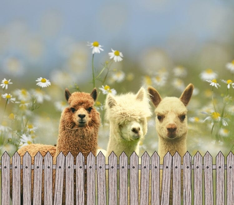 Load image into Gallery viewer, Alpaca Drink Tumbler
