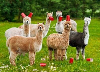 Load image into Gallery viewer, Avanti Alpaca Greeting Card - Six-Paca
