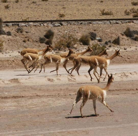 Load image into Gallery viewer, Betty 100% Vicuna Cape
