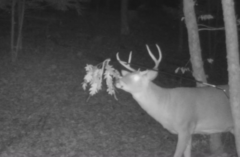 Load image into Gallery viewer, BuckBranch w/ 3 pack of Glands
