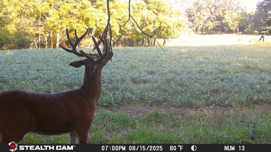 Scrape King | Buck Preorbital Gland