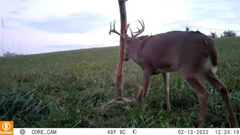 Load image into Gallery viewer, Buck Junkie | Buck Preorbital/Forehead/Salivary Glands
