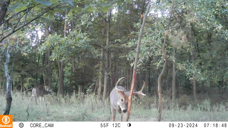 Load image into Gallery viewer, The Rub Tree System | Great for Scrapes Too! | Early Season - Post Rut
