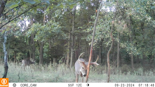 The Rub Tree System | Great for Scrapes Too! | Early Season - Post Rut
