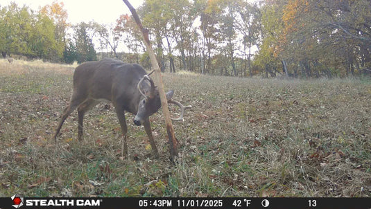 Buck Junkie | Buck Preorbital/Forehead/Salivary Glands