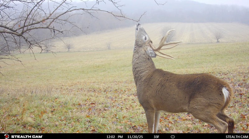 Load image into Gallery viewer, Scrape King | Buck Preorbital Gland
