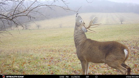 Scrape King | Buck Preorbital Gland