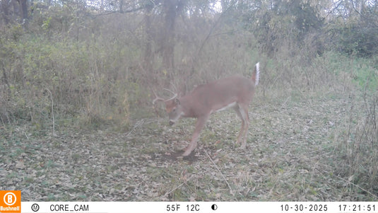 Scrape Addict | 5 Glands from bucks and does