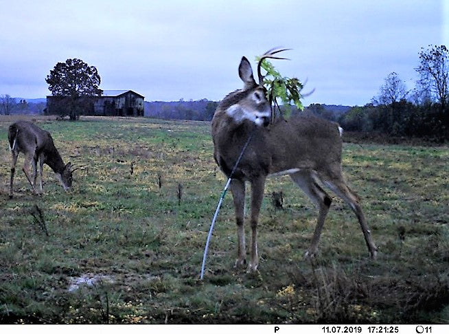 Load image into Gallery viewer, BuckStik w/ 3 pack of Glands
