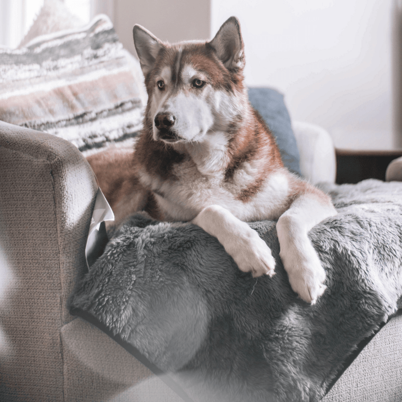 Load image into Gallery viewer, PupProtector™ Summer Short Fur Waterproof Throw Blanket - Charcoal Grey
