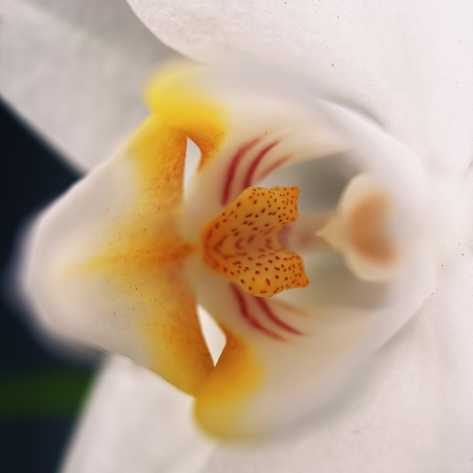 Macro 10x Mobile Lens II (T-Series)