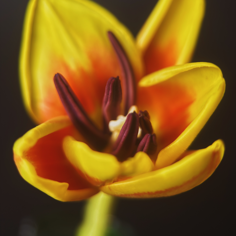 Load image into Gallery viewer, Macro 75mm II Mobile Lens (T-Series)
