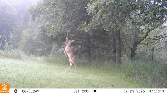 Scrape Queen | Doe Preorbital Gland