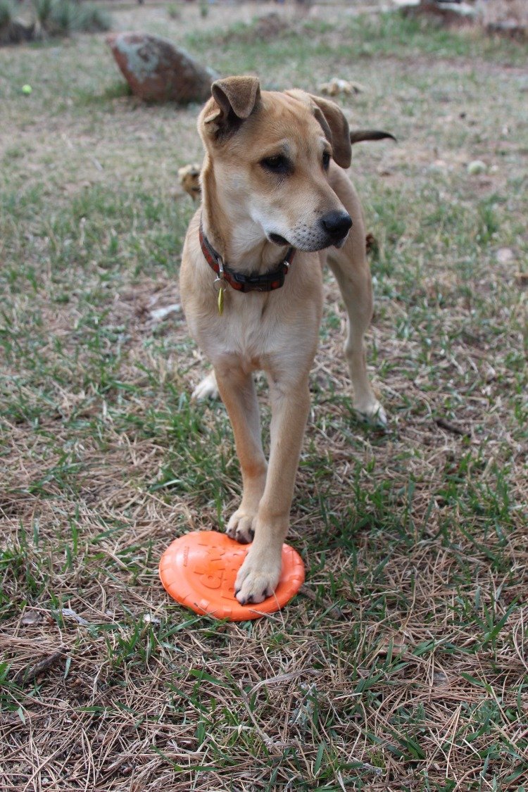 Load image into Gallery viewer, Bottle Top Flyer Rubber Frisbee for Dogs | Orange | Vet Approved | USA Made
