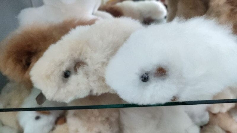 Load image into Gallery viewer, Fur Alpaca Guinea Pig ("Cuy")
