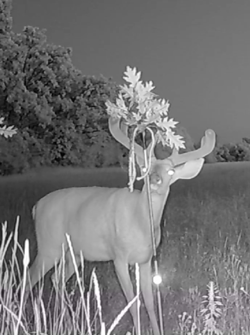 Load image into Gallery viewer, BuckStik w/ 3 pack of Glands
