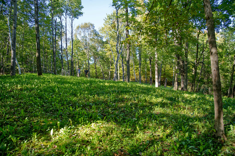 Load image into Gallery viewer, Hot Chic™ Food Plot Seed
