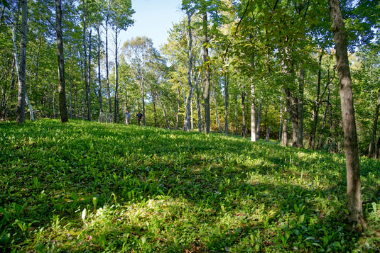 Hot Chic™ Food Plot Seed
