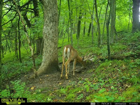 Load image into Gallery viewer, Recharge™ Deer Mineral
