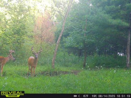 Load image into Gallery viewer, Recharge™ Deer Mineral
