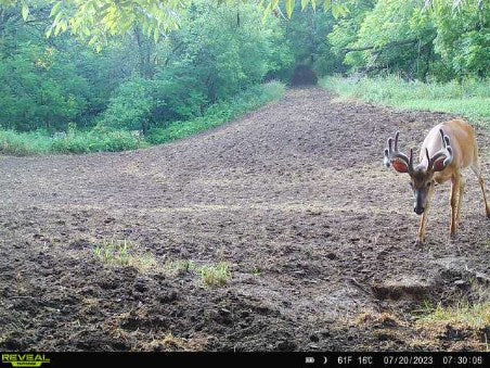 Load image into Gallery viewer, Recharge™ Deer Mineral

