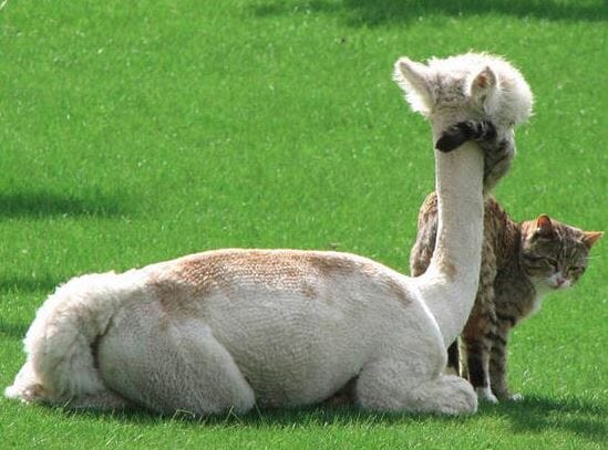 Load image into Gallery viewer, PacaPaws Felted Alpaca Cat Toys
