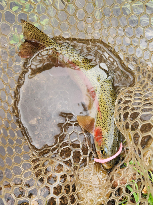 Custom trout worms