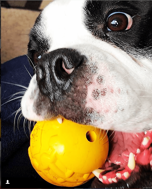 Load image into Gallery viewer, Industrial Dog Ball Rubber Chew Toy for Heavy Chewers | Yellow | USA Made | SodaPup
