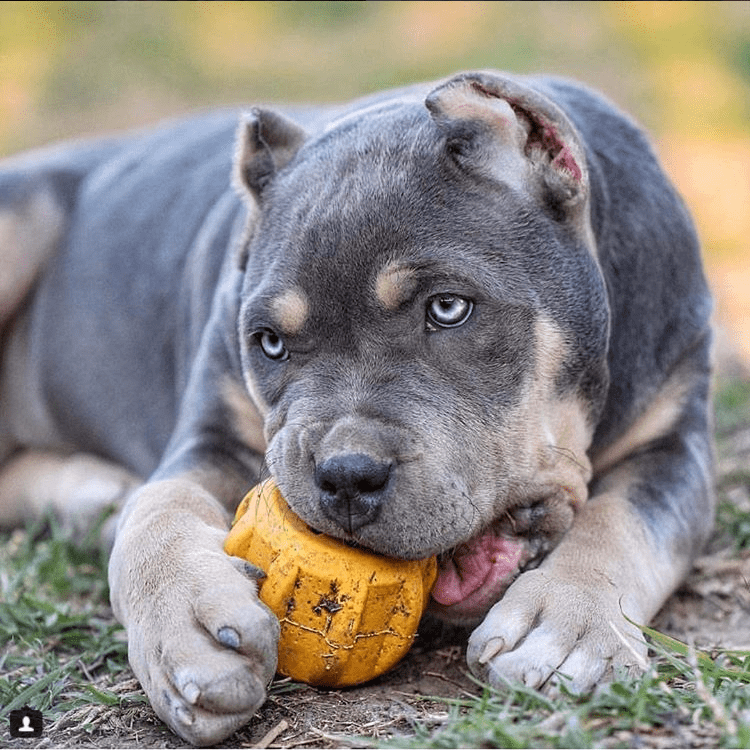 Load image into Gallery viewer, Gear eDispenser - Durable Rubber Yak Chew Holder &amp; Treat Pocket | USA Made
