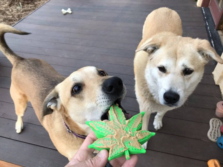 Load image into Gallery viewer, Colorado Maple Leaf Nylon Dog Chew Toy for Aggressive Chewers | USA Made
