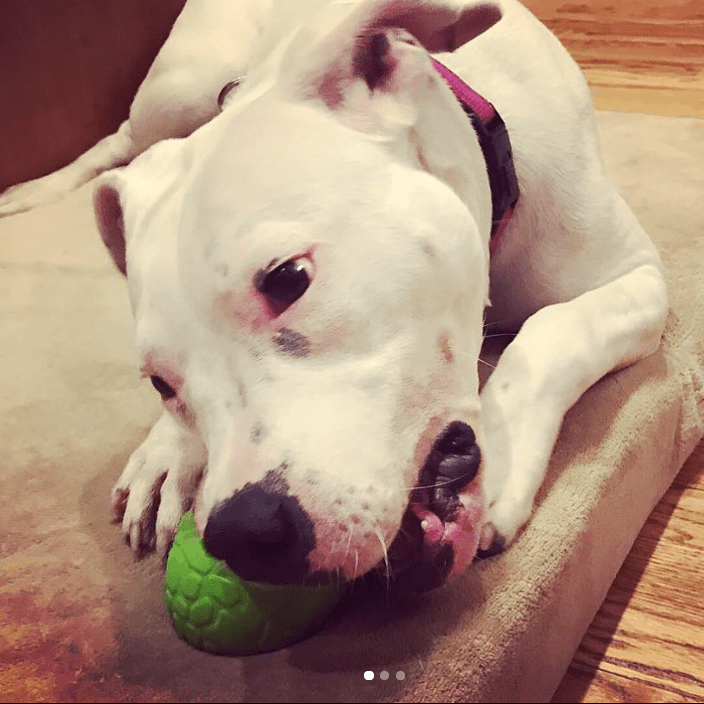 Load image into Gallery viewer, Dinosaur Egg Dog Chew Toy &amp; Treat Dispenser - USA Made | SodaPup
