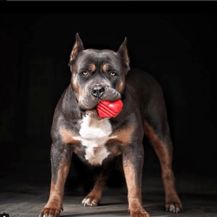Load image into Gallery viewer, Heart on a String Dog Toy - Durable Rubber Tug Toy for Large Dogs | USA Made
