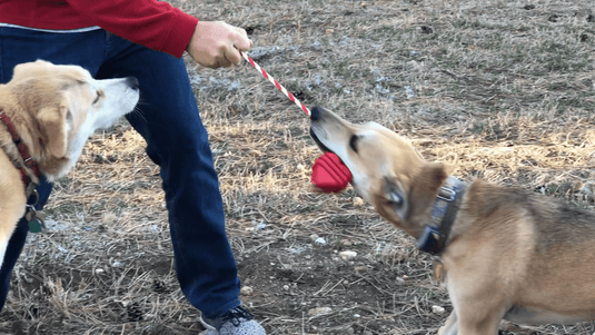 Heart on a String Dog Toy - Durable Rubber Tug Toy for Large Dogs | USA Made