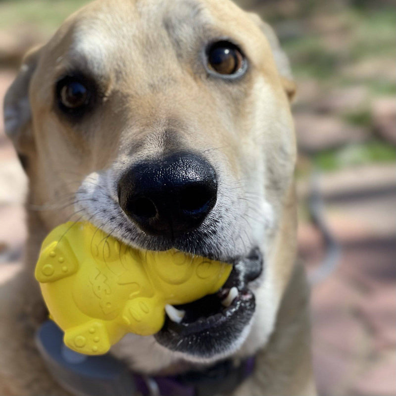 Load image into Gallery viewer, Honey Bear eDispenser - Durable Rubber Treat Dispenser for Dogs | USA Made
