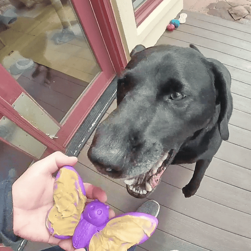 Load image into Gallery viewer, Butterfly Nylon Chew &amp; Enrichment Toy | 2-in-1 for Aggressive Chewers | SodaPup
