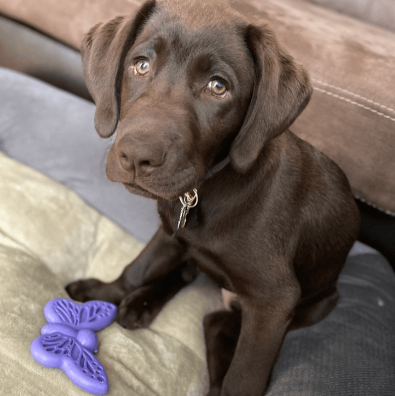 Load image into Gallery viewer, Butterfly Nylon Chew &amp; Enrichment Toy | 2-in-1 for Aggressive Chewers | SodaPup
