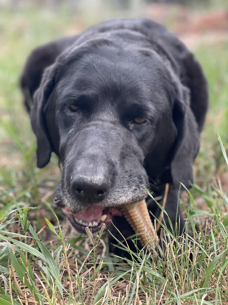 Load image into Gallery viewer, Honey Bone Dental Tower Nylon Chew Toy for Aggressive Chewers | USA Made
