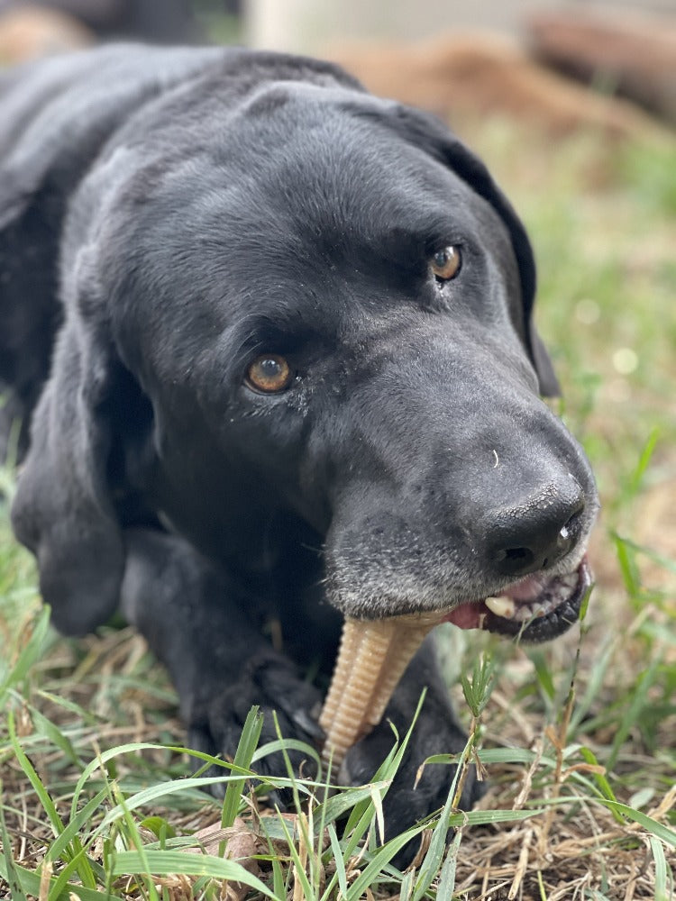 Load image into Gallery viewer, Honey Bone Dental Tower Nylon Chew Toy for Aggressive Chewers | USA Made

