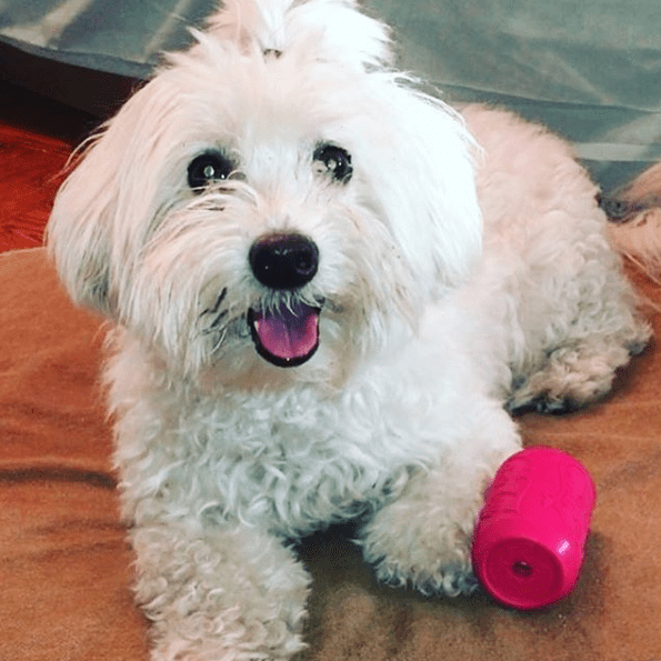 Load image into Gallery viewer, Puppy Can Toy Rubber Chew Toy for Teething Puppies | Treat Dispenser | USA Made

