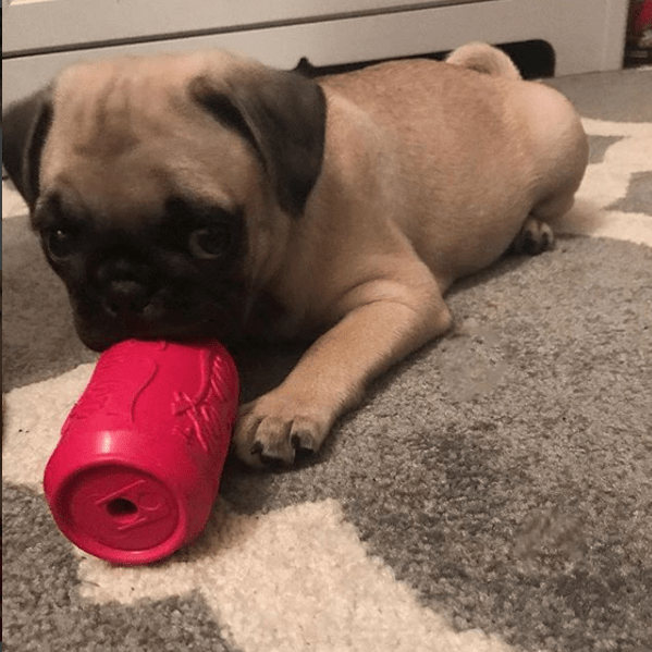 Load image into Gallery viewer, Puppy Can Toy Rubber Chew Toy for Teething Puppies | Treat Dispenser | USA Made
