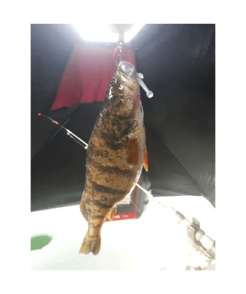Load image into Gallery viewer, The Tadler - BFS Soft Plastic Finesse Lure for Bass Fishing
