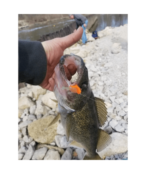 Load image into Gallery viewer, The Tadler - BFS Soft Plastic Finesse Lure for Bass Fishing
