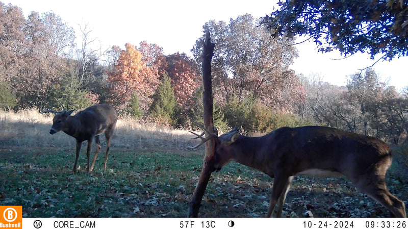 Load image into Gallery viewer, Buck Junkie | Buck Preorbital/Forehead/Salivary Glands
